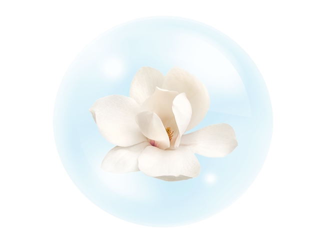 Magnolia