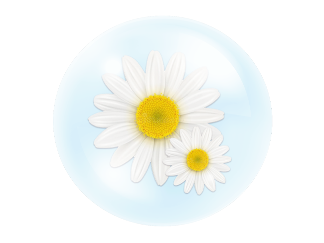 Chamomile