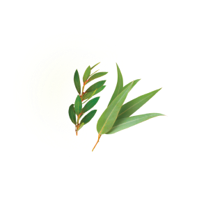 eucalyptus-oil